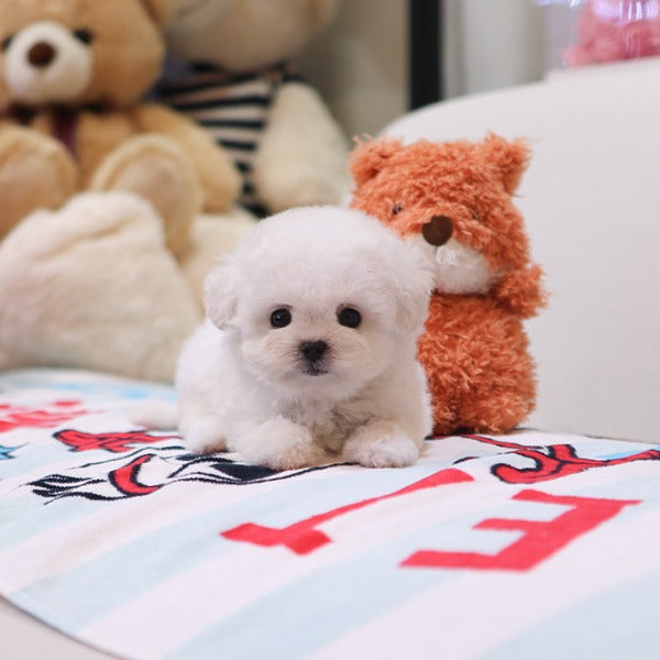 Bichonfrise - Puri (Male)