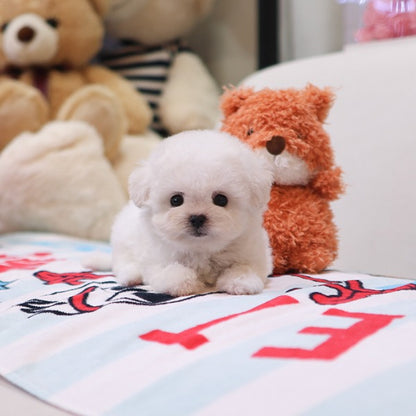 Bichonfrise - Puri (Male)