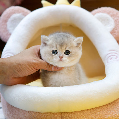 British Shorthair - Poko (Male)