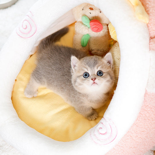 Munchkin - Ttangkong (Male)