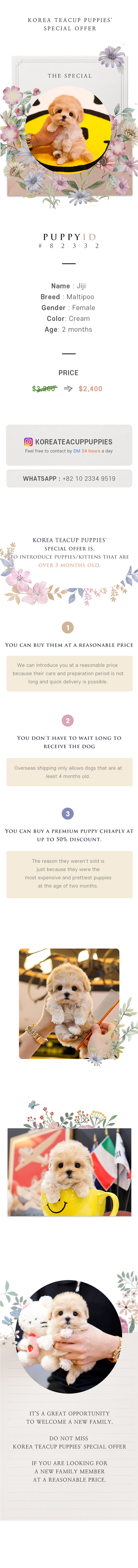 Maltipoo - Jiji (Female)