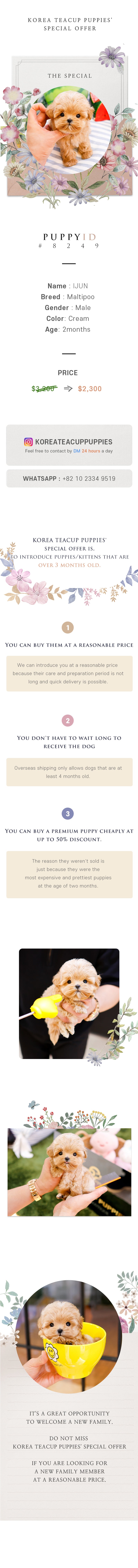 Maltipoo - Ijun (Male)