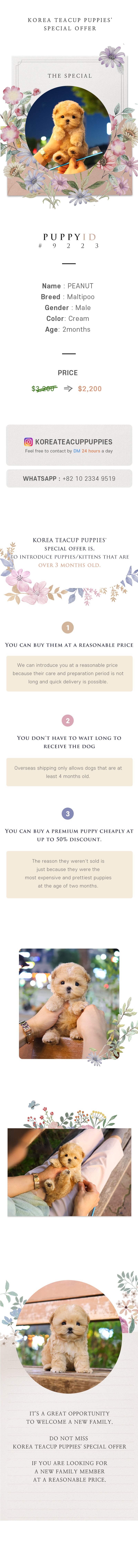 Maltipoo - Peanut (Male)