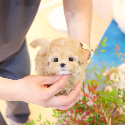 Maltipoo - Kkot (Female)