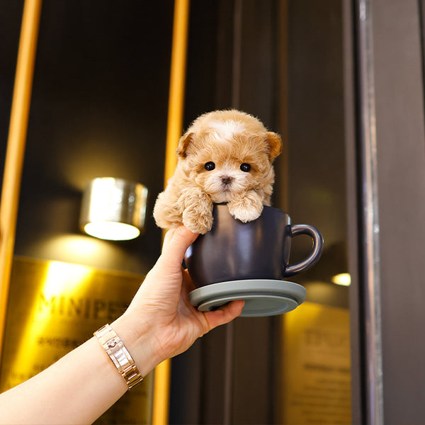 Maltipoo - Gorani (Male)