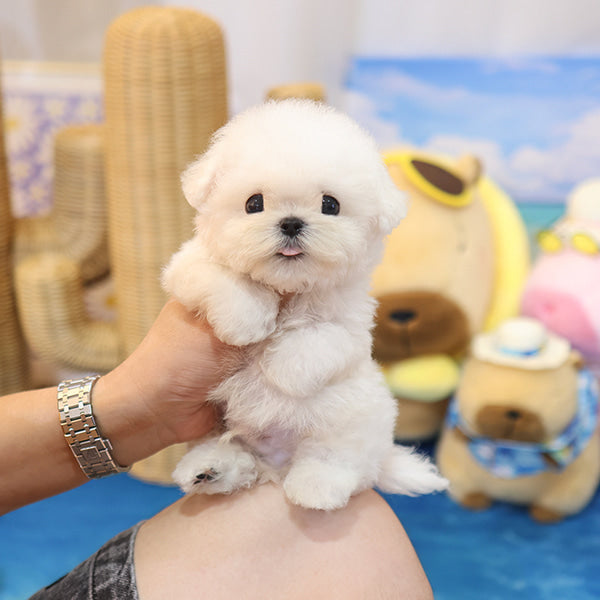 Bichon Frise - Helong (Male)