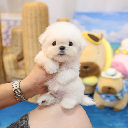 Bichon Frise - Helong (Male)
