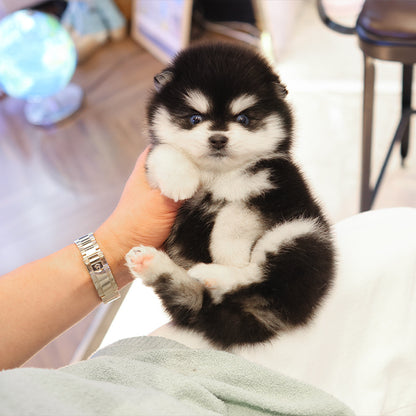 Pomsky - Dodo (Male)