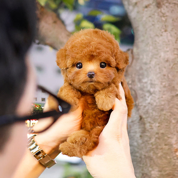 Poodle - Rikong (Female)