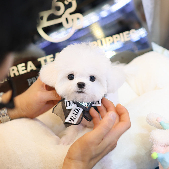 Teacup Bichon Frise female puppy available at Cute Ptiga