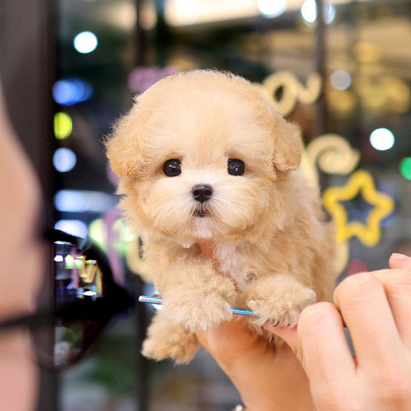 Poodle - Kkomya (Fmale)