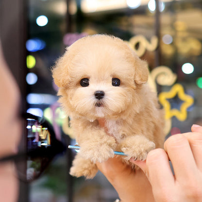 Poodle - Kkomya (Fmale)
