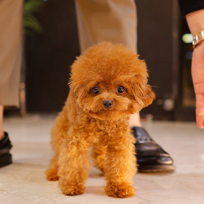 Poodle - Tooni (Male)