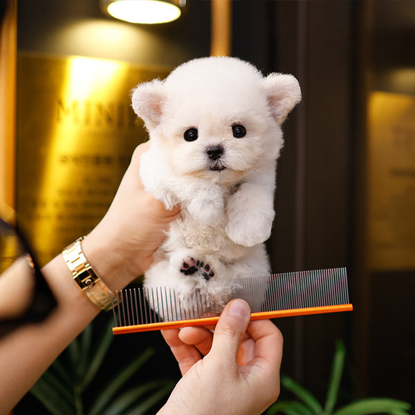 Bichonfrise - Baji (Male)