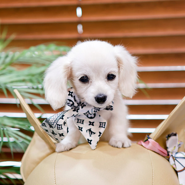 Dachshund - Ribon (Male)