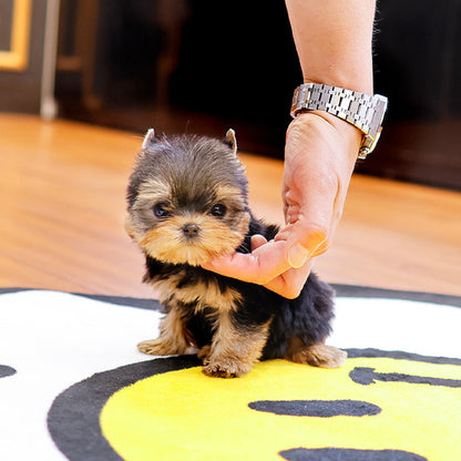 Yorkshire Terrier - Boka (Female)