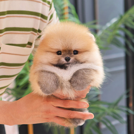 Pomeranian - Deundeun (Male)