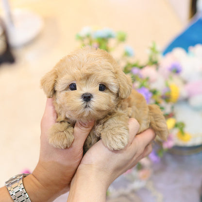 Maltipoo - Yuchae (Male)