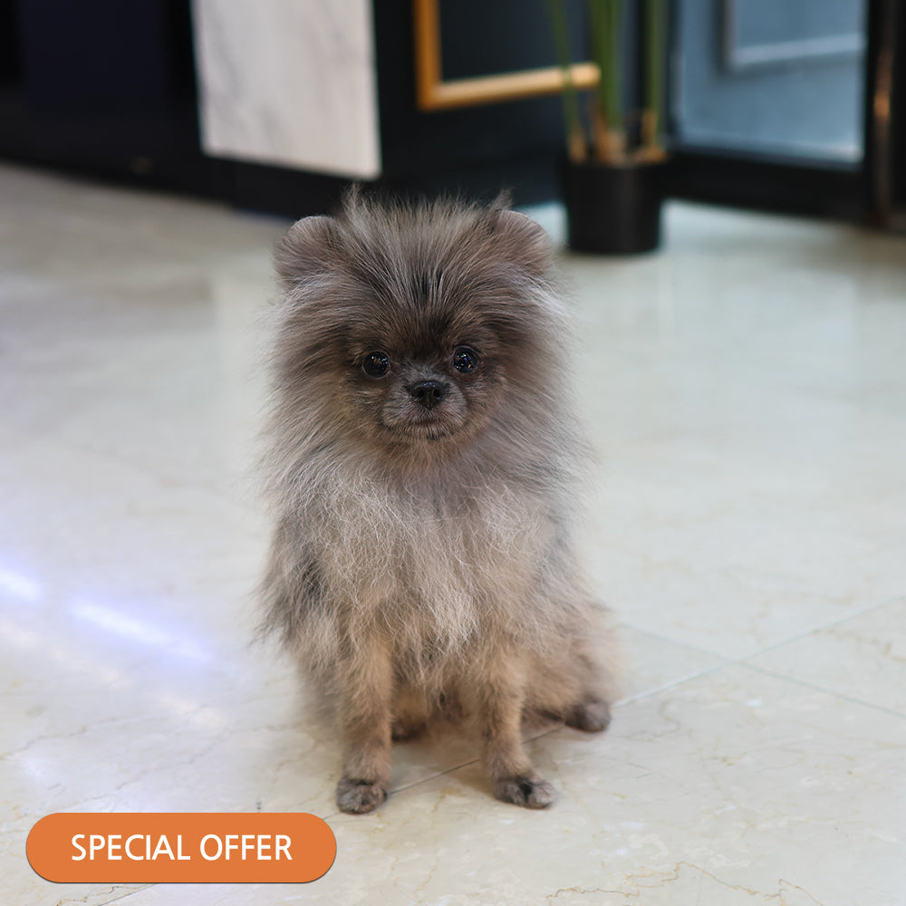 Pomeranian - Yulyi (Male) $2200