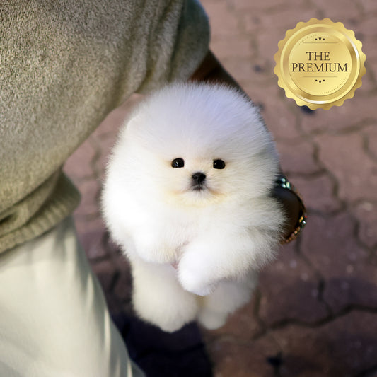 Pomeranian - Darong (Female) $4400