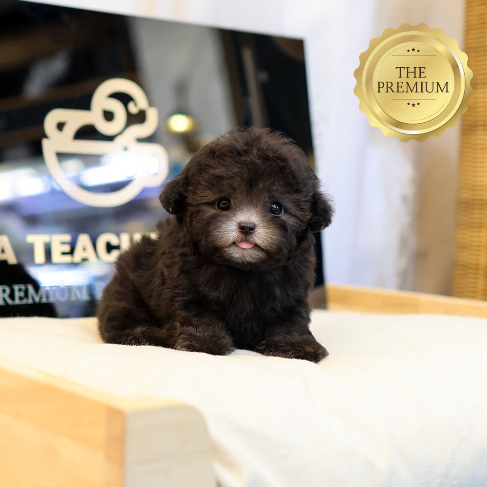 Poodle - Kkomdol (Male) $5400