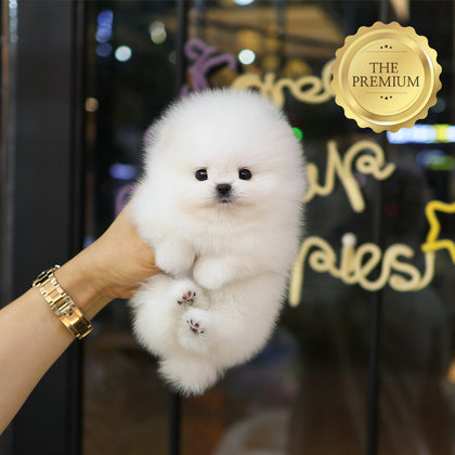 Pomeranian - Beoteo (Male) $4000