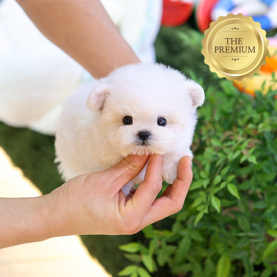 Teacup Bichon Frise female puppy available at Cute Ptiga