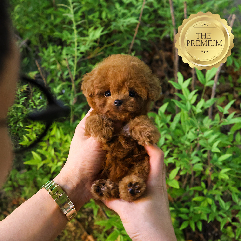 Poodle - Kukeu (Female) $4000