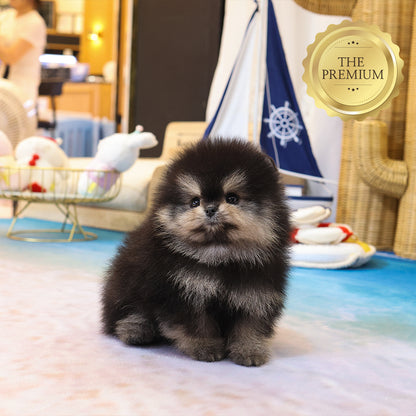 Pomeranian - Daseu (Male) $4700
