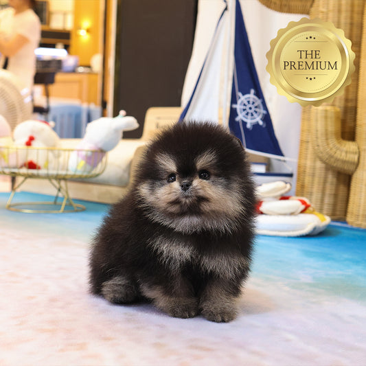 Pomeranian - Daseu (Male) $4700
