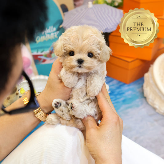 Maltipoo - Merong (Female) $3200