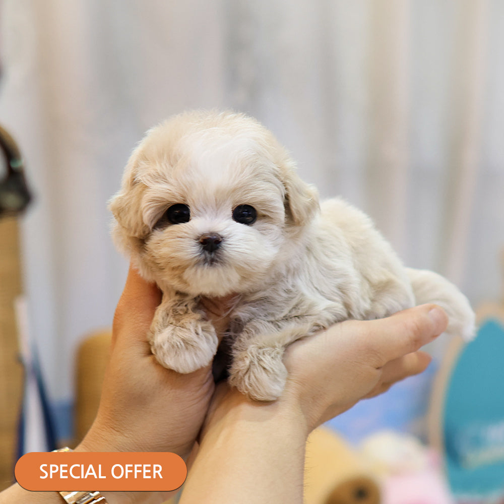 Maltipoo - Bobo (Male) $2500