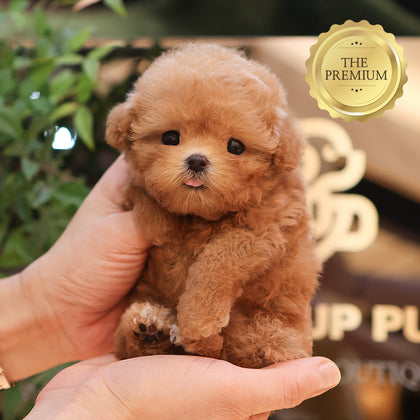 Poodle - Ari (Female) $3000