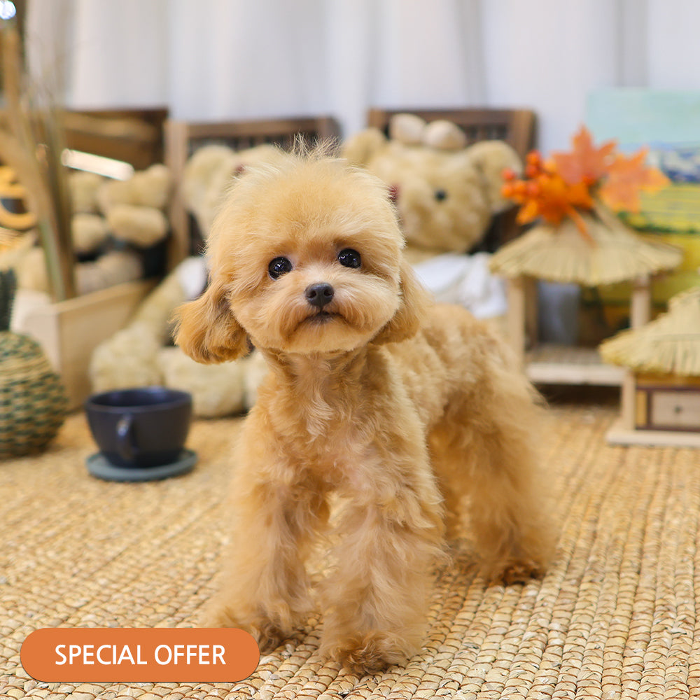 Poodle - Susu (Male) $2000