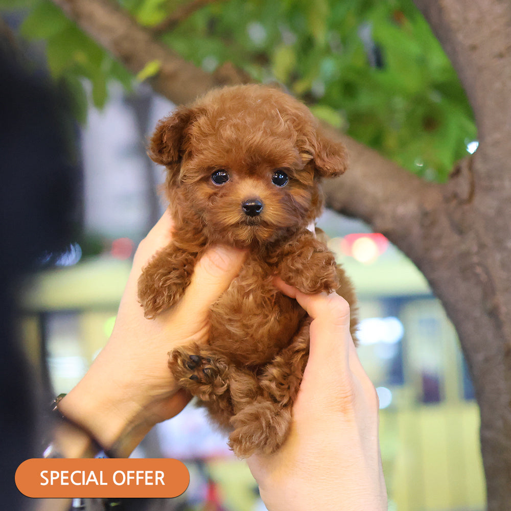 Poodle - Kongkong (Female) $2600