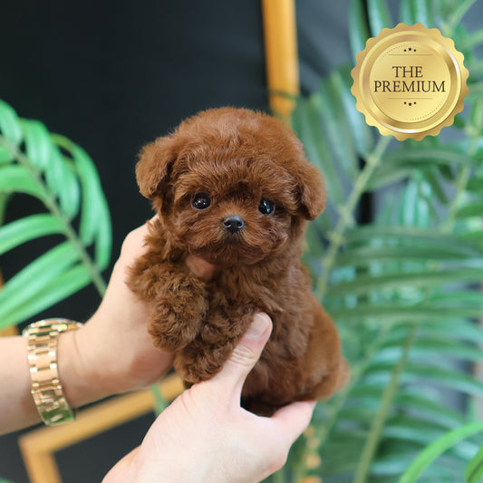 Poodle - Jjojjo (Female) $6300
