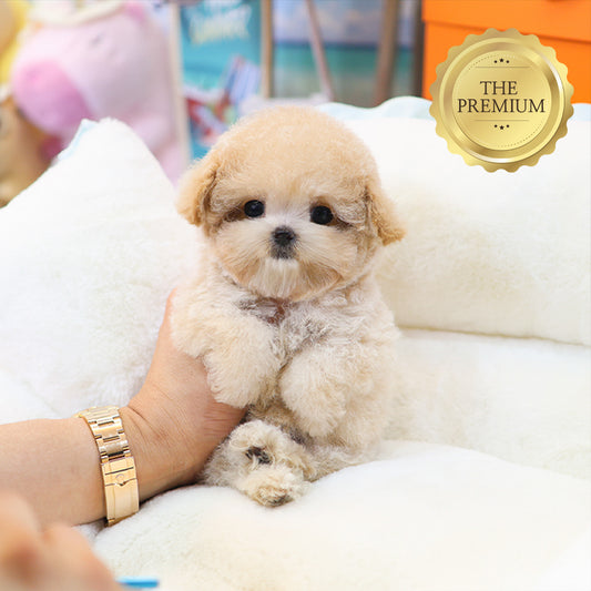 Poodle - Nana (Female) $4200