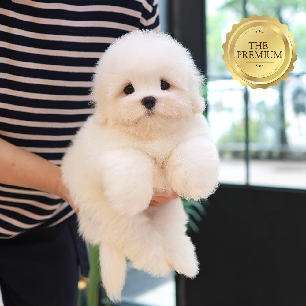Coton De Tulear - Popi (Male) $6800