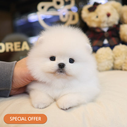 Pomeranian - Ara (Female) $2800