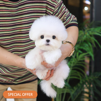 Bichon Frise -Tissue (Female) $3300