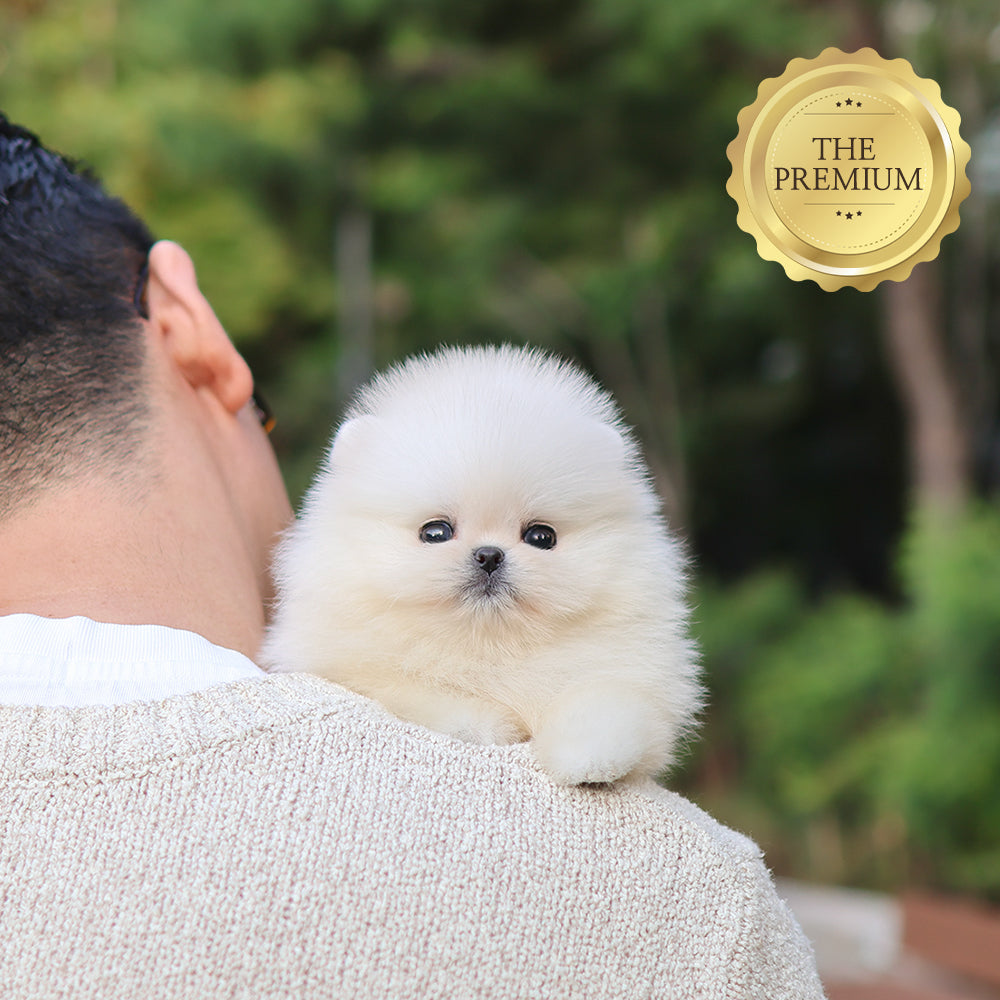 Pomeranian - Bibi (Female) $5200