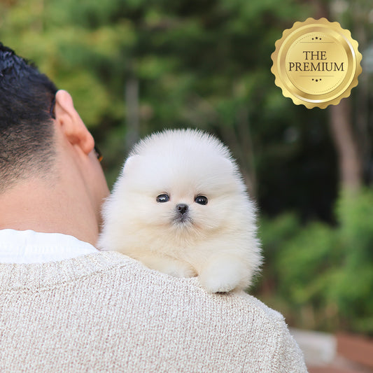 Pomeranian - Bibi (Female) $5200