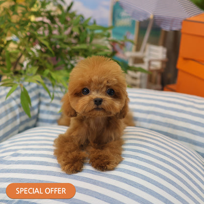 Poodle - Chuchu (Female) $2300