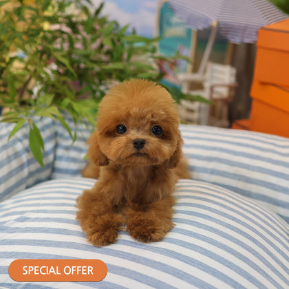 Poodle - Chuchu (Female) $2300