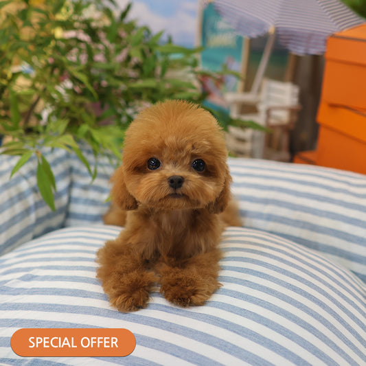Poodle - Chuchu (Female) $2300