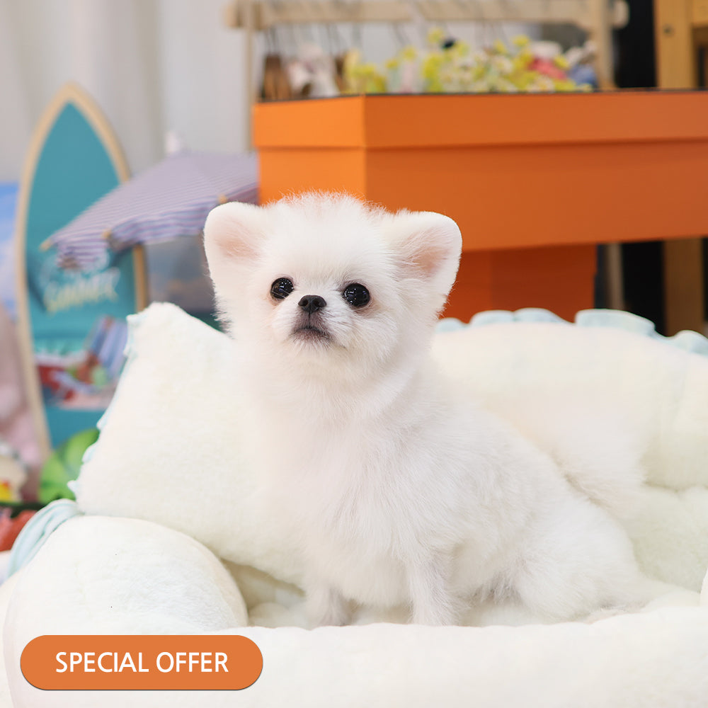 Pomeranian - Ssalbong (Male) $2000