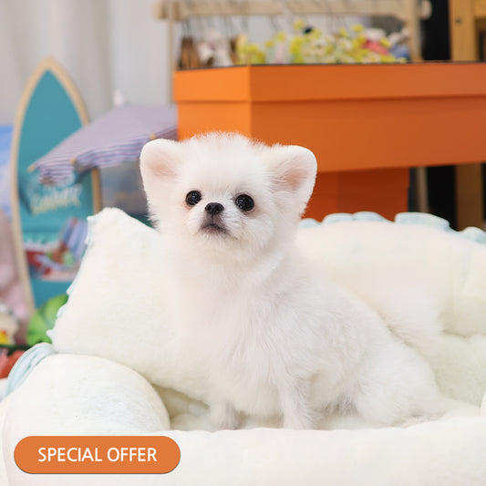 Pomeranian - Ssalbong (Male) $2000