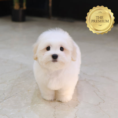 Coton De Tulear - Homi (Male) $5000