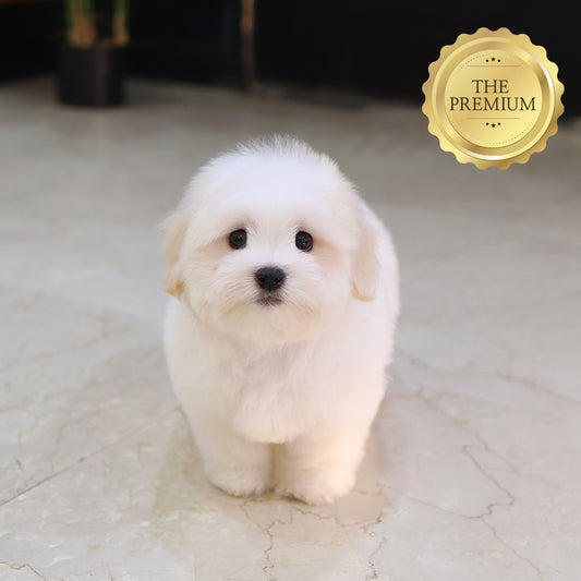 Coton De Tulear - Homi (Male) $5000