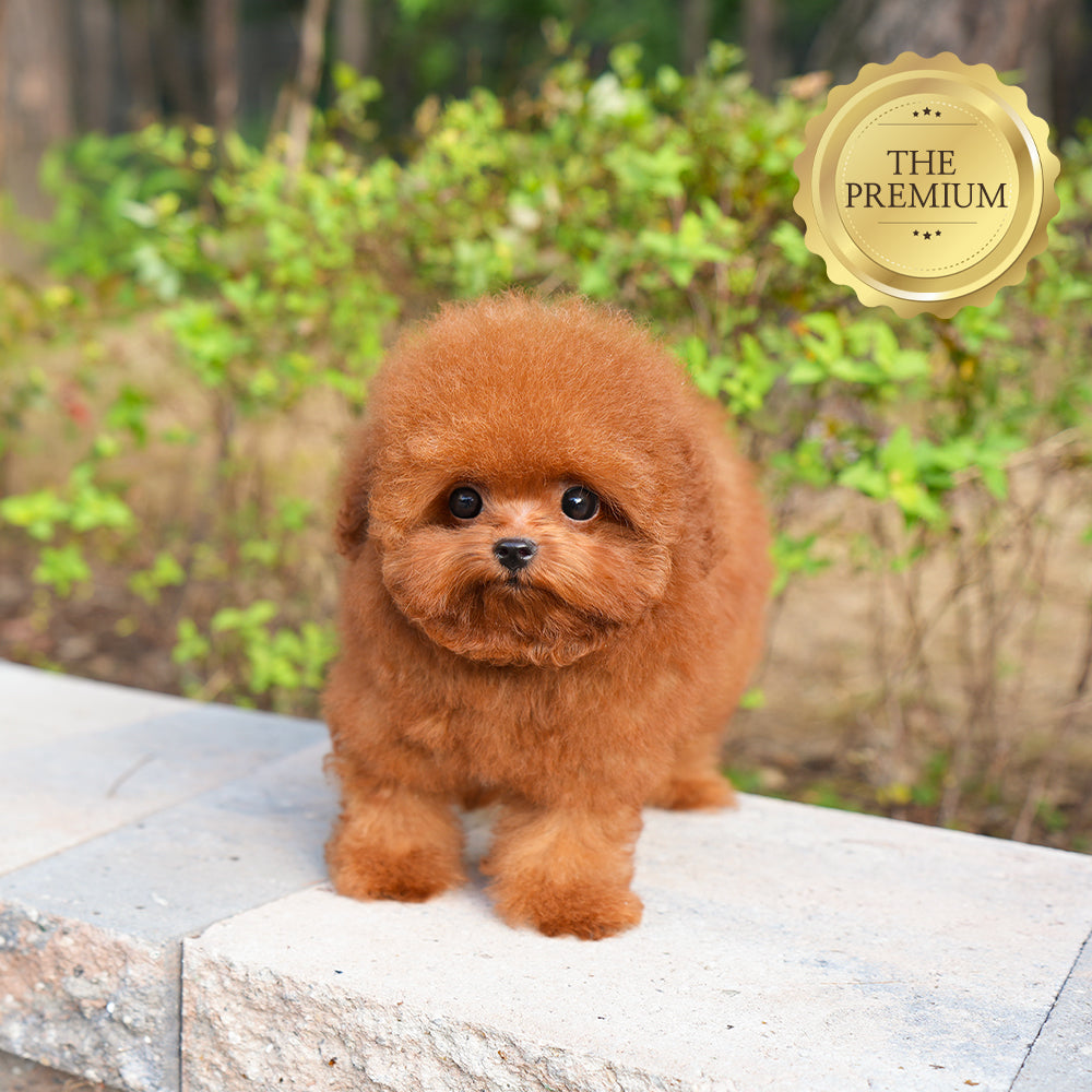 Poodle - Chichi (Female) $4500